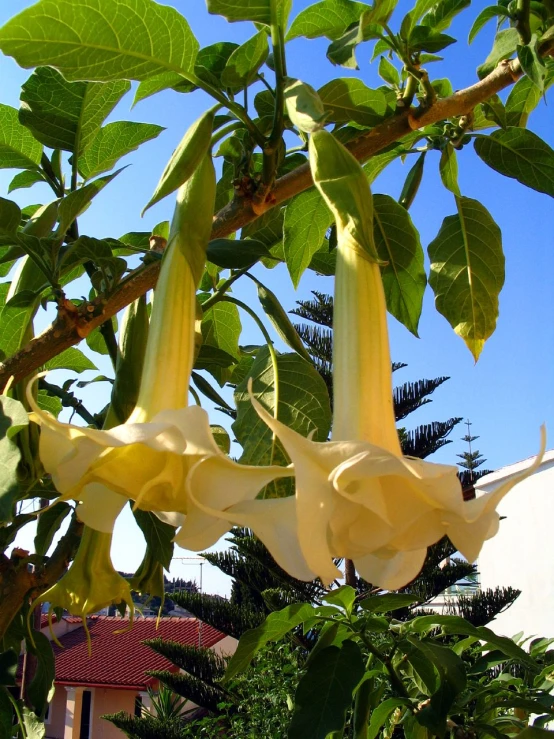 three flowers that are hanging from a tree