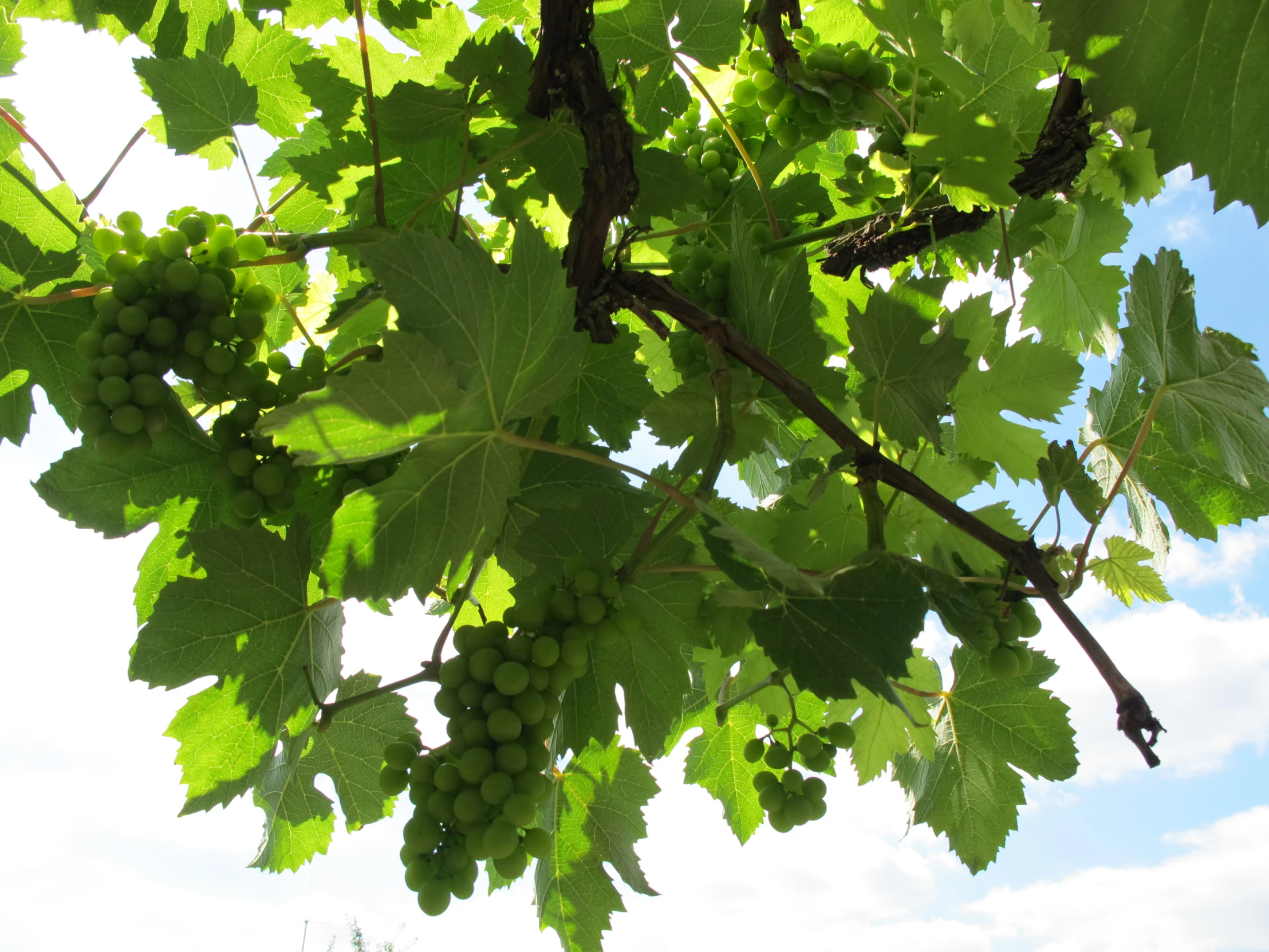 the leaves and fruit are hanging from the nches