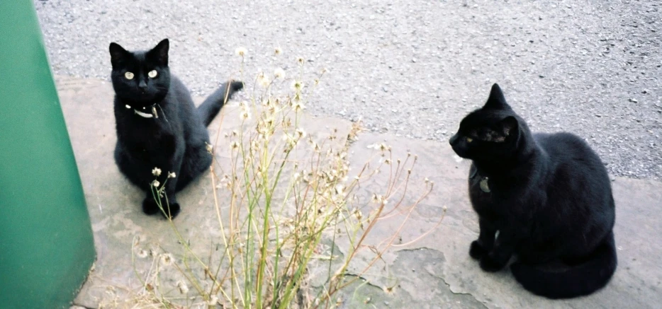 two black cats are sitting on the cement and looking at soing