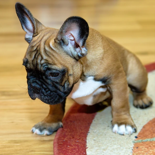 a small brown dog is sitting on a floor