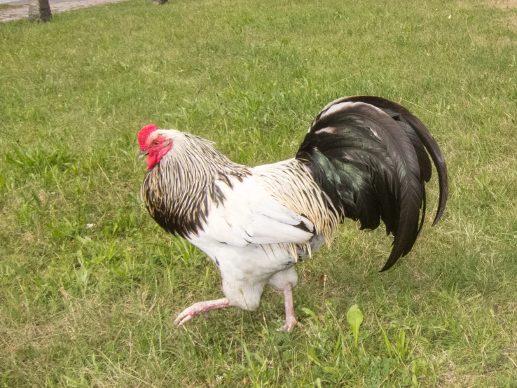 a black and white rooster stands in the grass