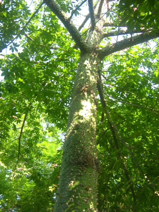 a tall tree with leaves and bright sunshine shining through the trees