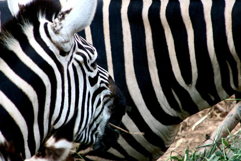 a close up of a ze's face eating some grass