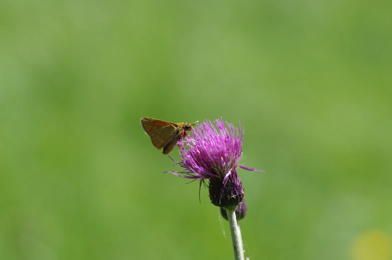 a erfly on a flower in front of a green background
