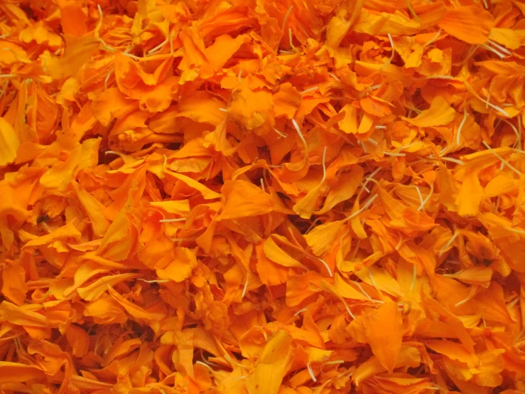 bright orange leafy plants spread in the middle of a forest