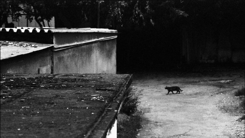 a cat is running on the path next to the houses