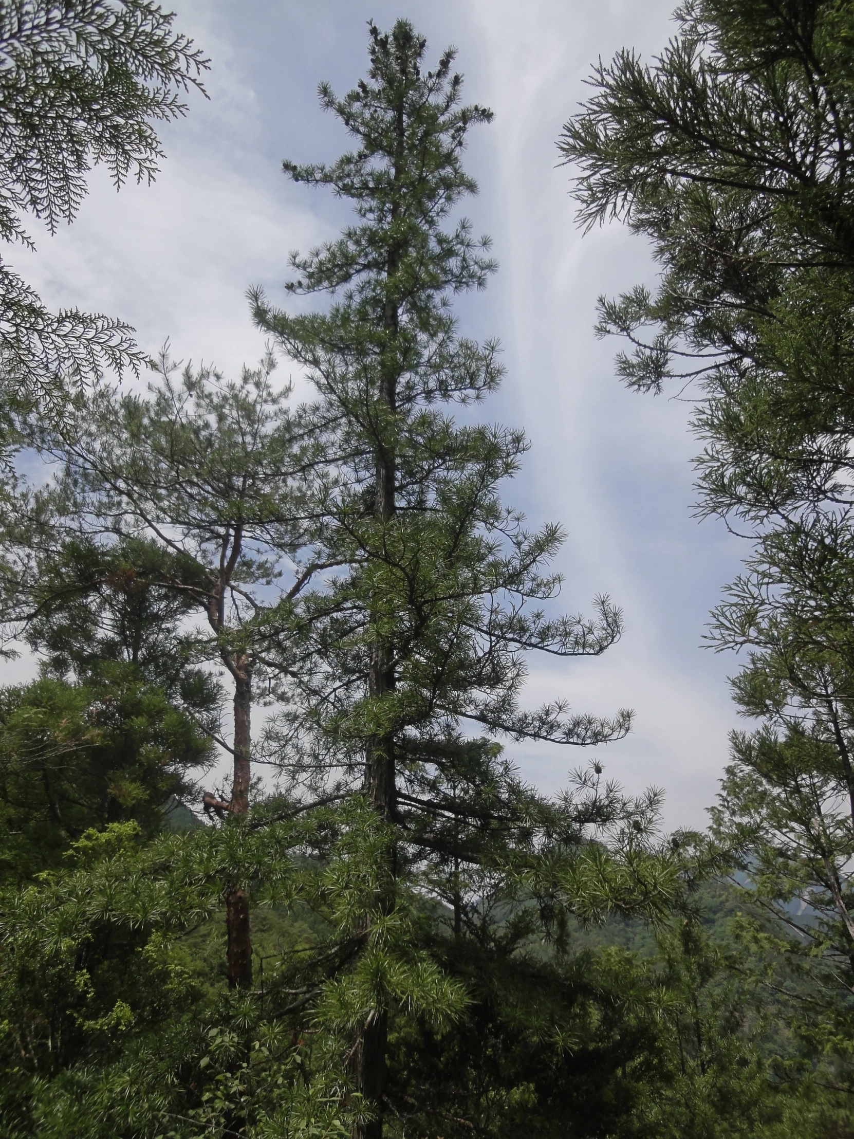 trees and water are shown in the foreground