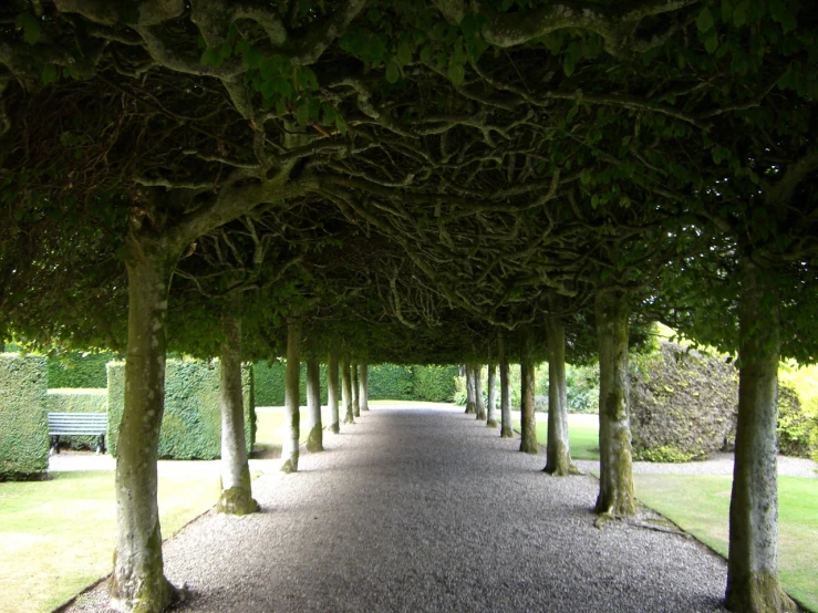 long row of trees with benches behind them