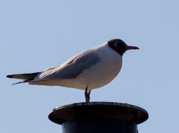 a white bird standing on top of a black pillar