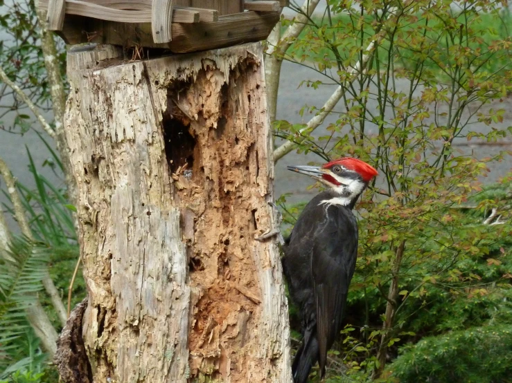 a woodpecker is standing on a tree