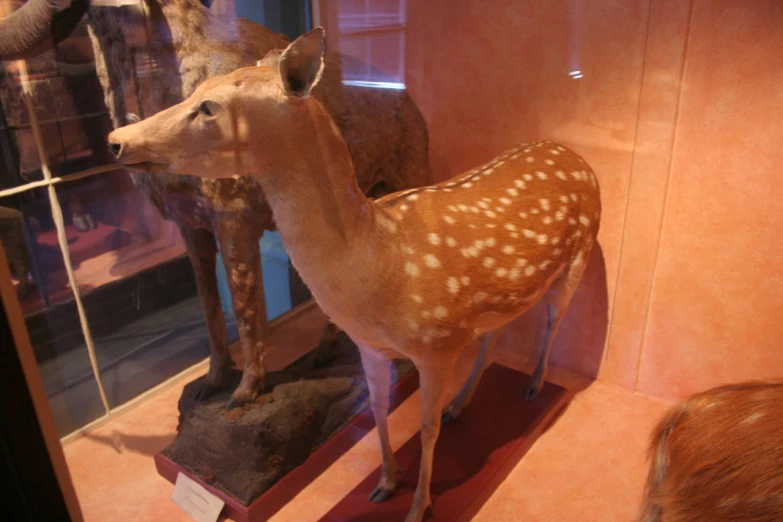 a taxidermy display in an animal house