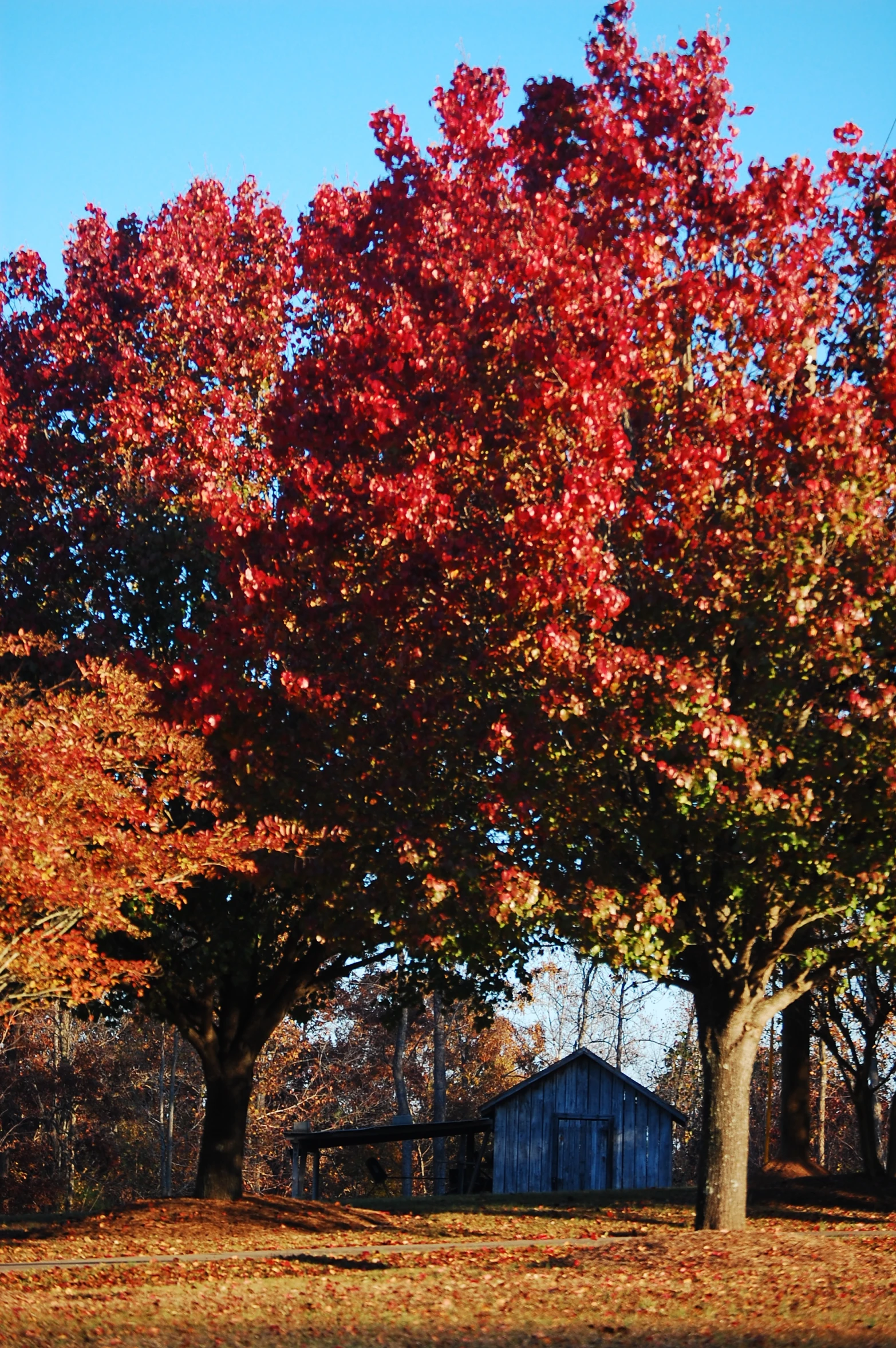 many trees with red leaves and one barn in background