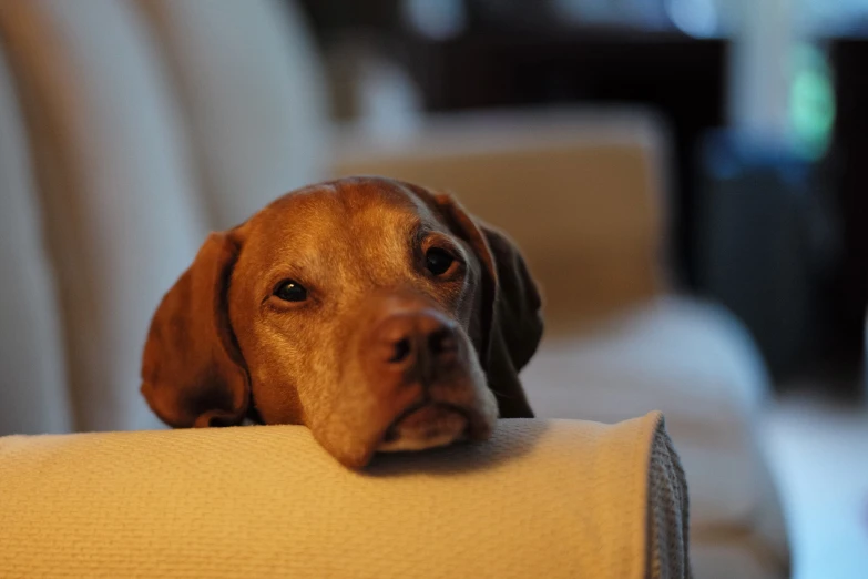 the dog is looking over the arm of a couch