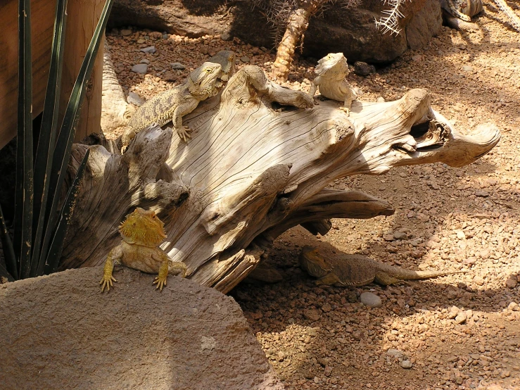 two lizards on the side of a tree trunk