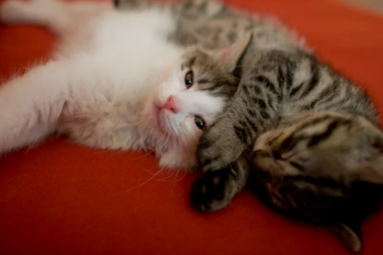 two kittens that are laying down on the floor