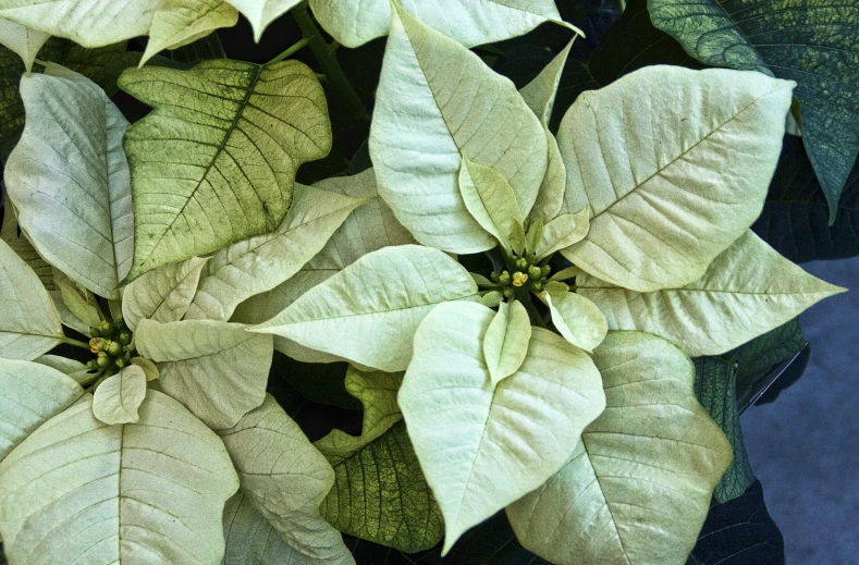 an assortment of colorful green and white poinsettia