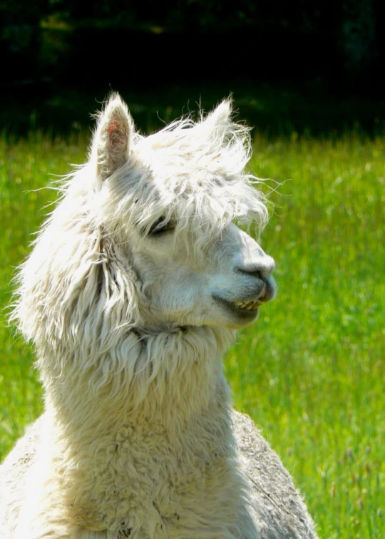 a white llama in a field of green grass