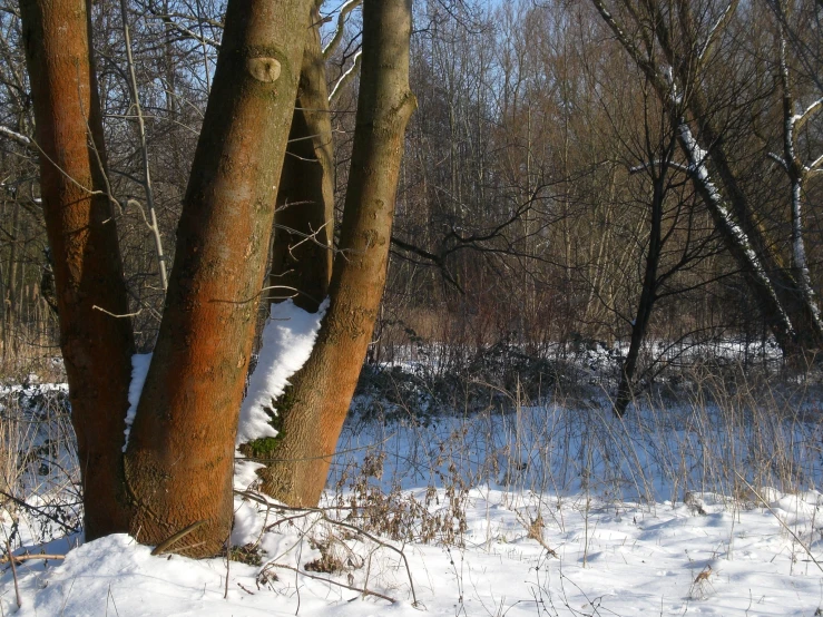 a snowy path is beside some trees on a bank