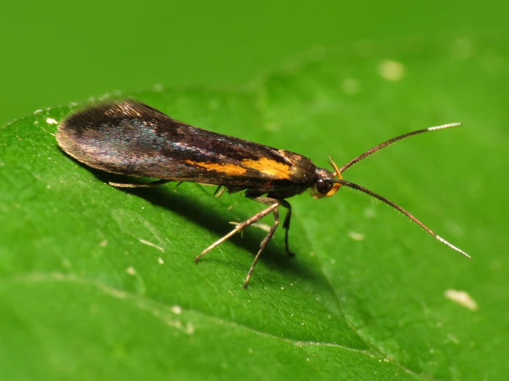 the black and yellow insect is standing on a green leaf