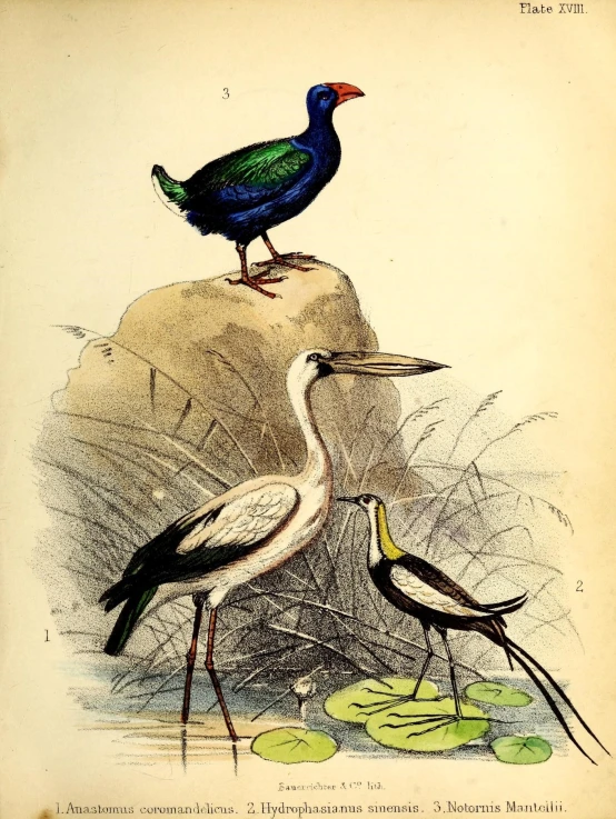 a drawing of two birds perched on top of one another