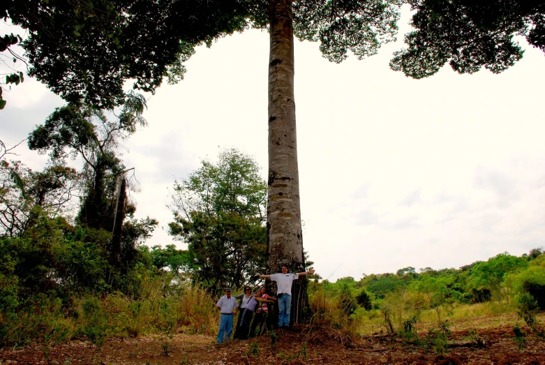 a group of people standing around a tall tree