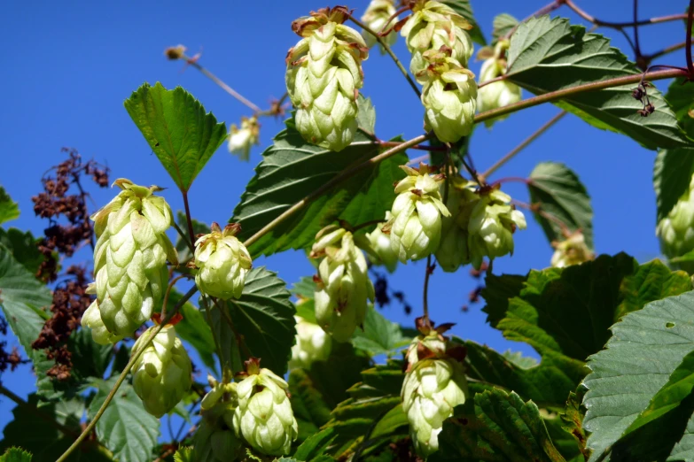 white flowers on tree nches with leaves against blue sky