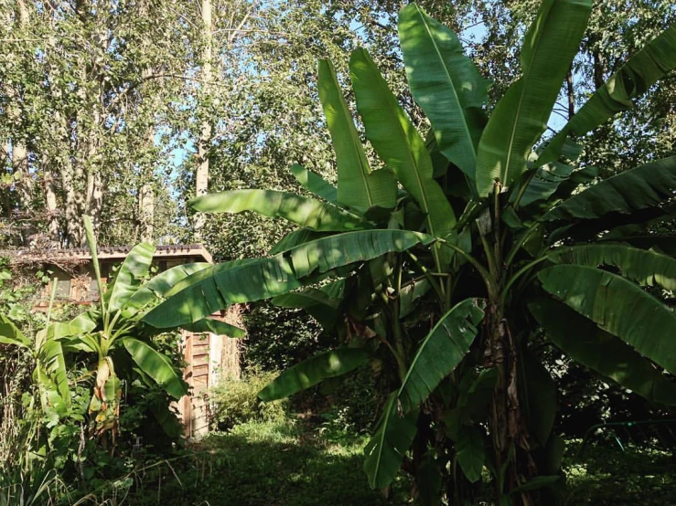 a green banana tree next to some trees