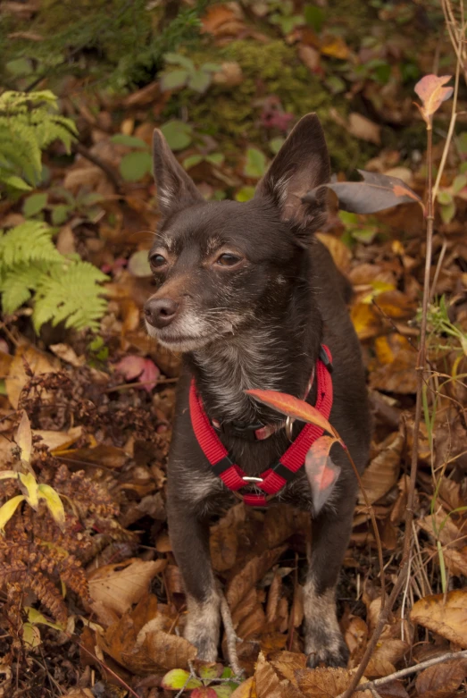 the little dog is dressed in red and collar