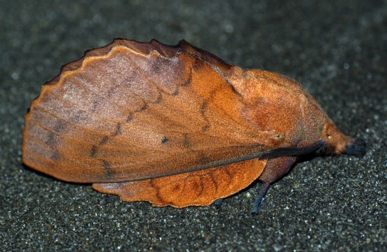 the large brown moth is looking for its next meal