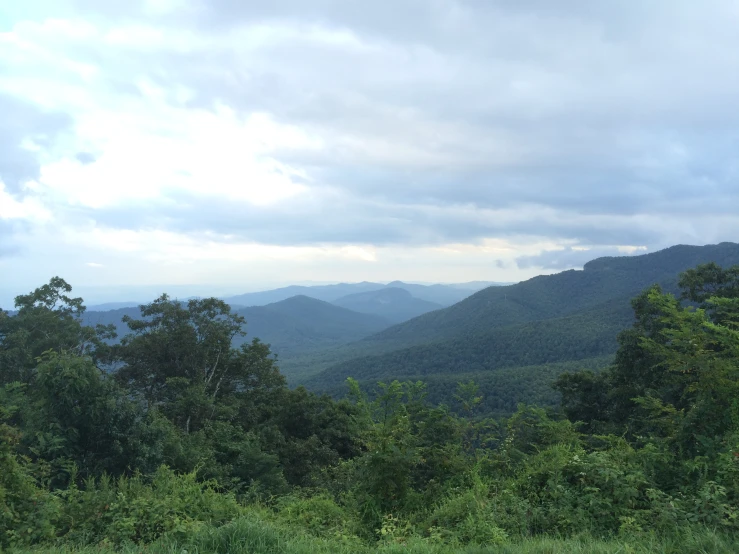 a forested area is shown during the daytime