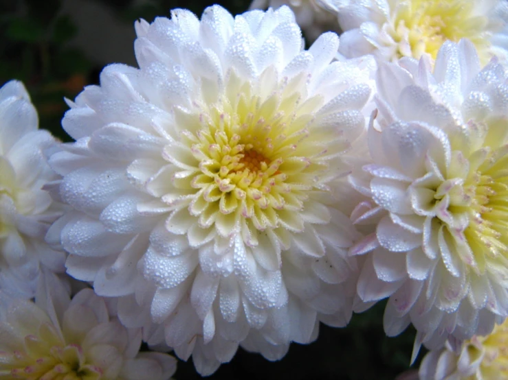 there are white and yellow flowers that are very blooming