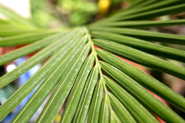 close up of a palm leaf with water droplets