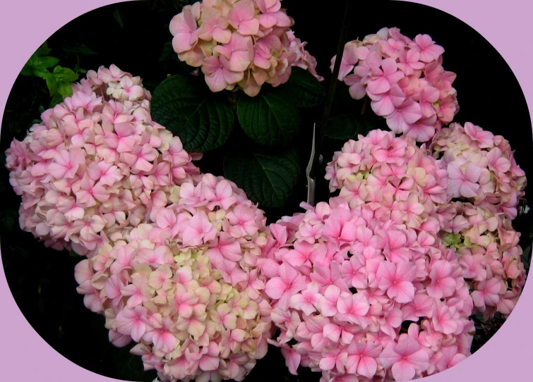 this is a pink flower with some green leaves