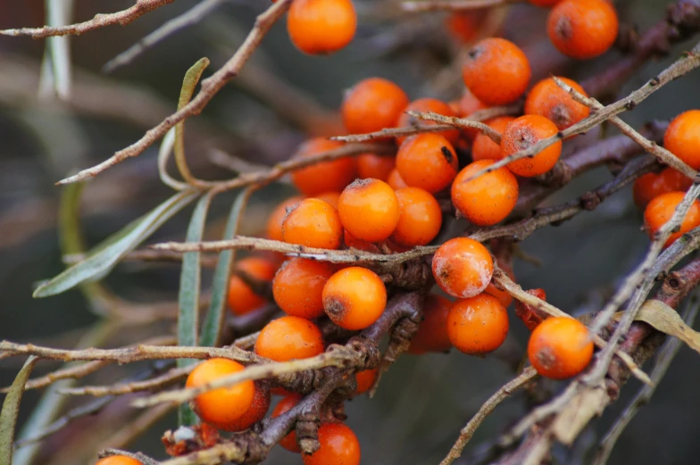 berries that are ready for picking in the fall