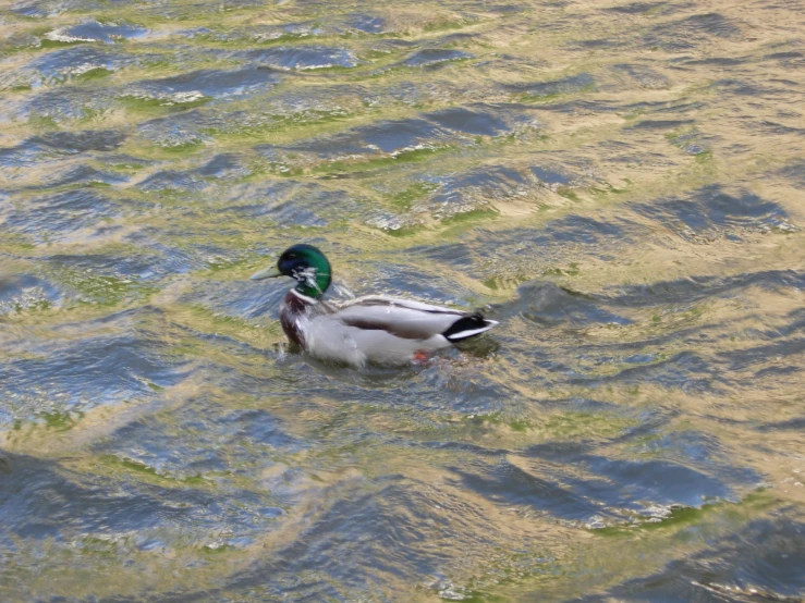 a duck is sitting in the water looking for food