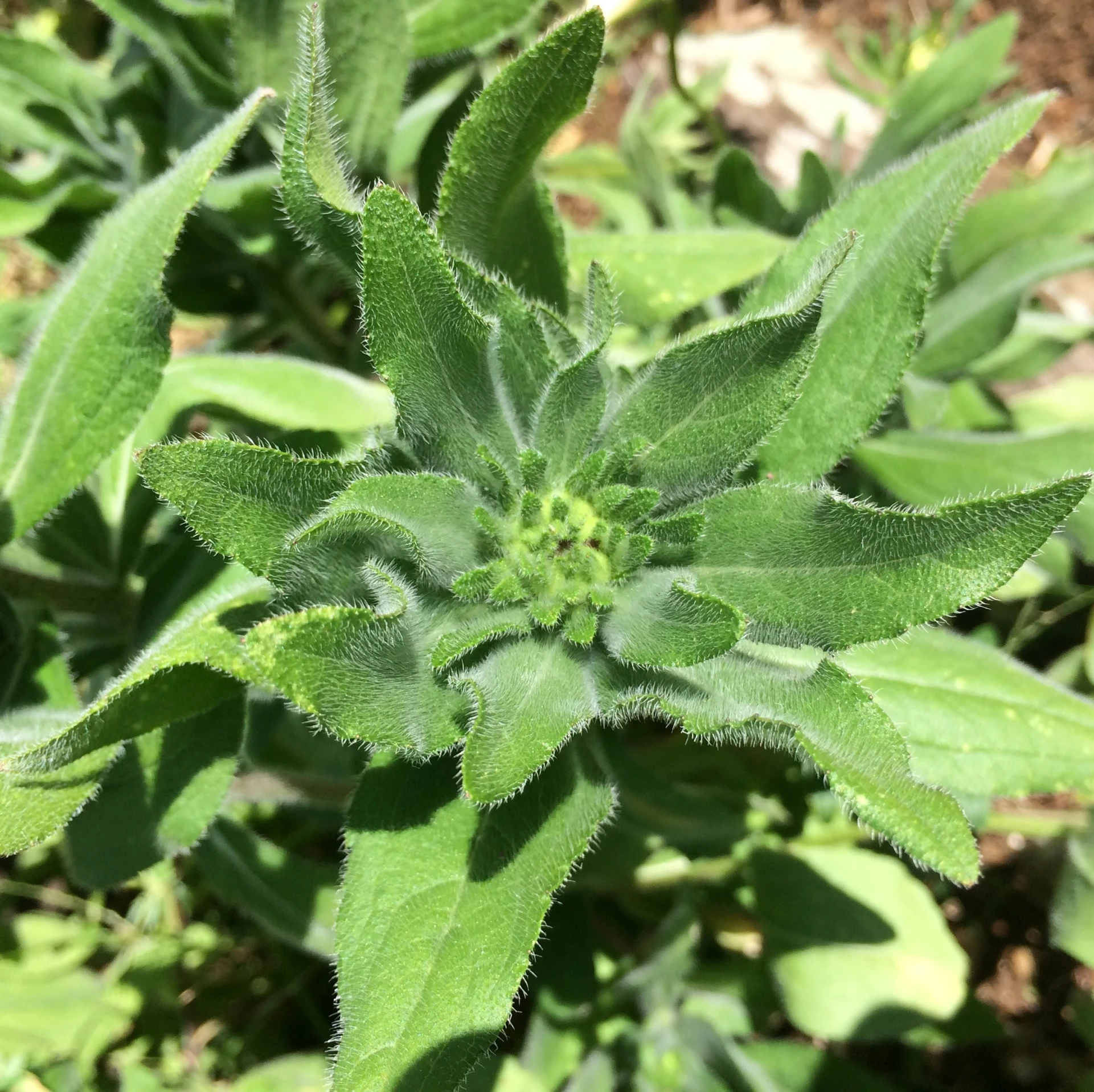 a close - up of a green plant with leaves