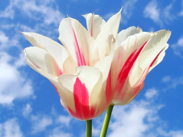 white and red flower with blue sky in background