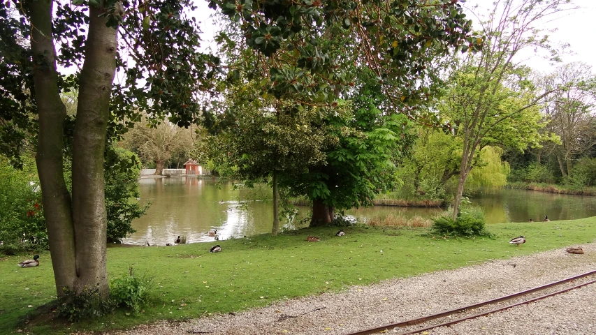 the tree by the water is blooming very nice