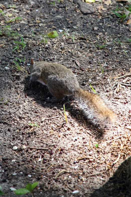 a squirrel on the ground eating soing in its mouth