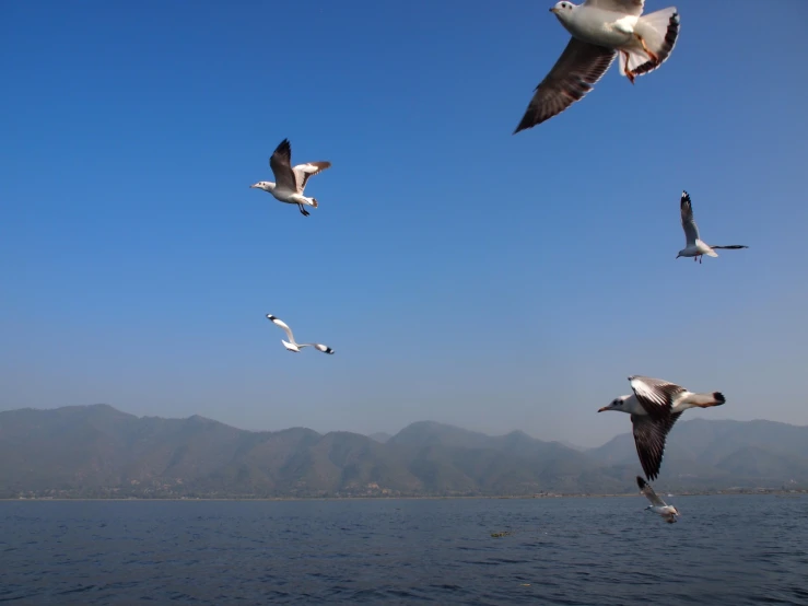 seagulls are flying high above the water and mountains