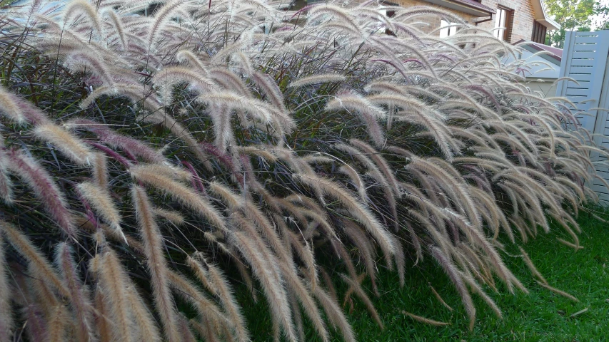 a row of tall grasses by a white fence