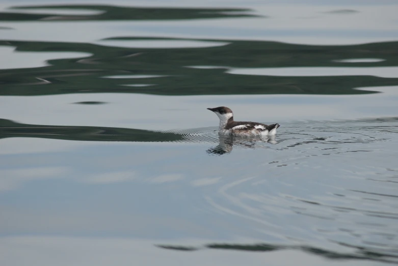 the bird is floating in a calm blue water