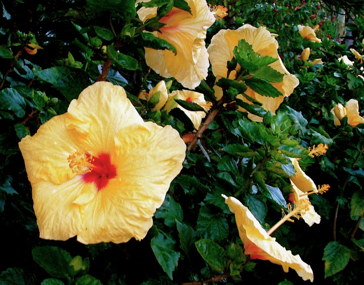 yellow flower bush with green leaves and stems