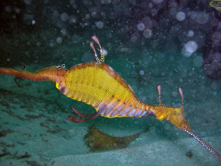 yellow and brown seahorse with yellow tips floating on water