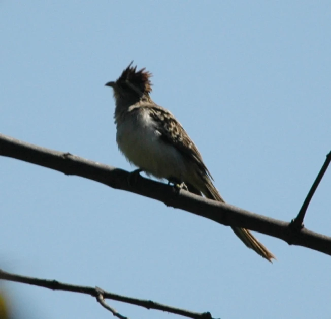 a bird sits on top of an electric wire