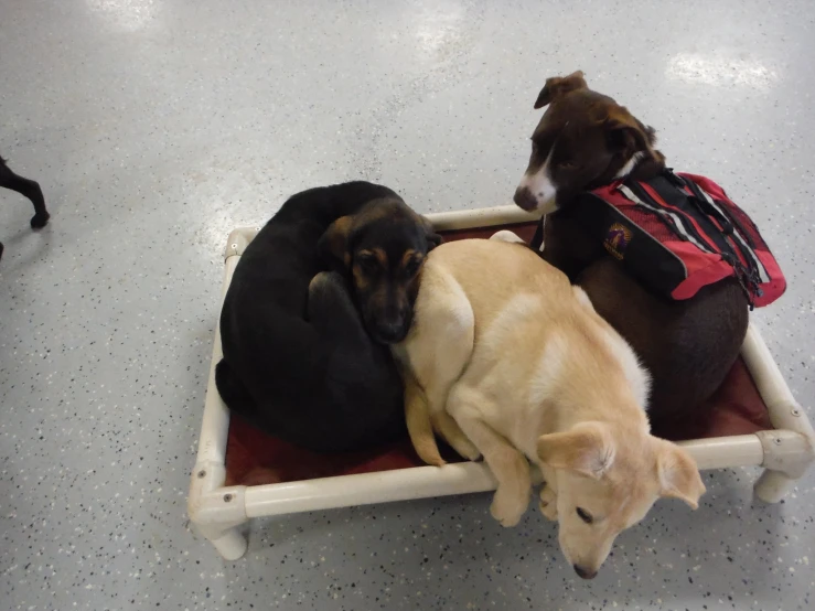 four dogs sitting in a small toy bed