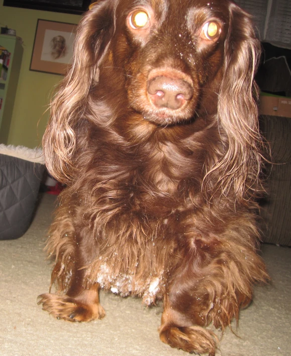 a brown dog with it's eyes half open sitting on the floor