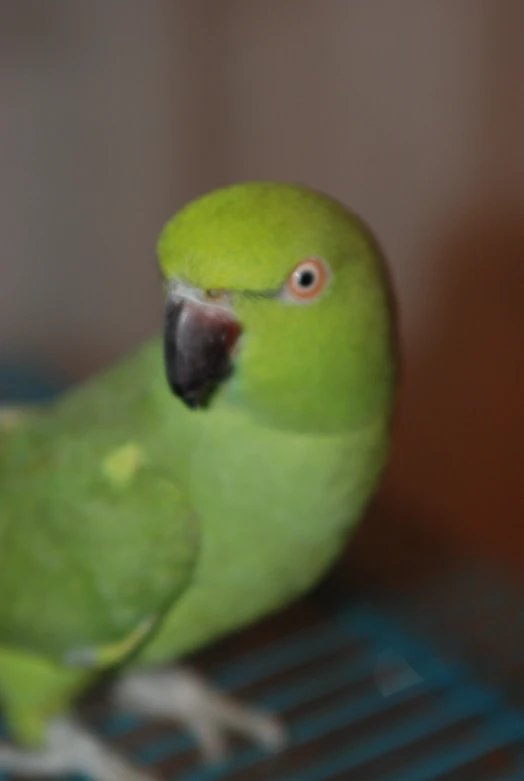 a green parrot sitting on a metal rack