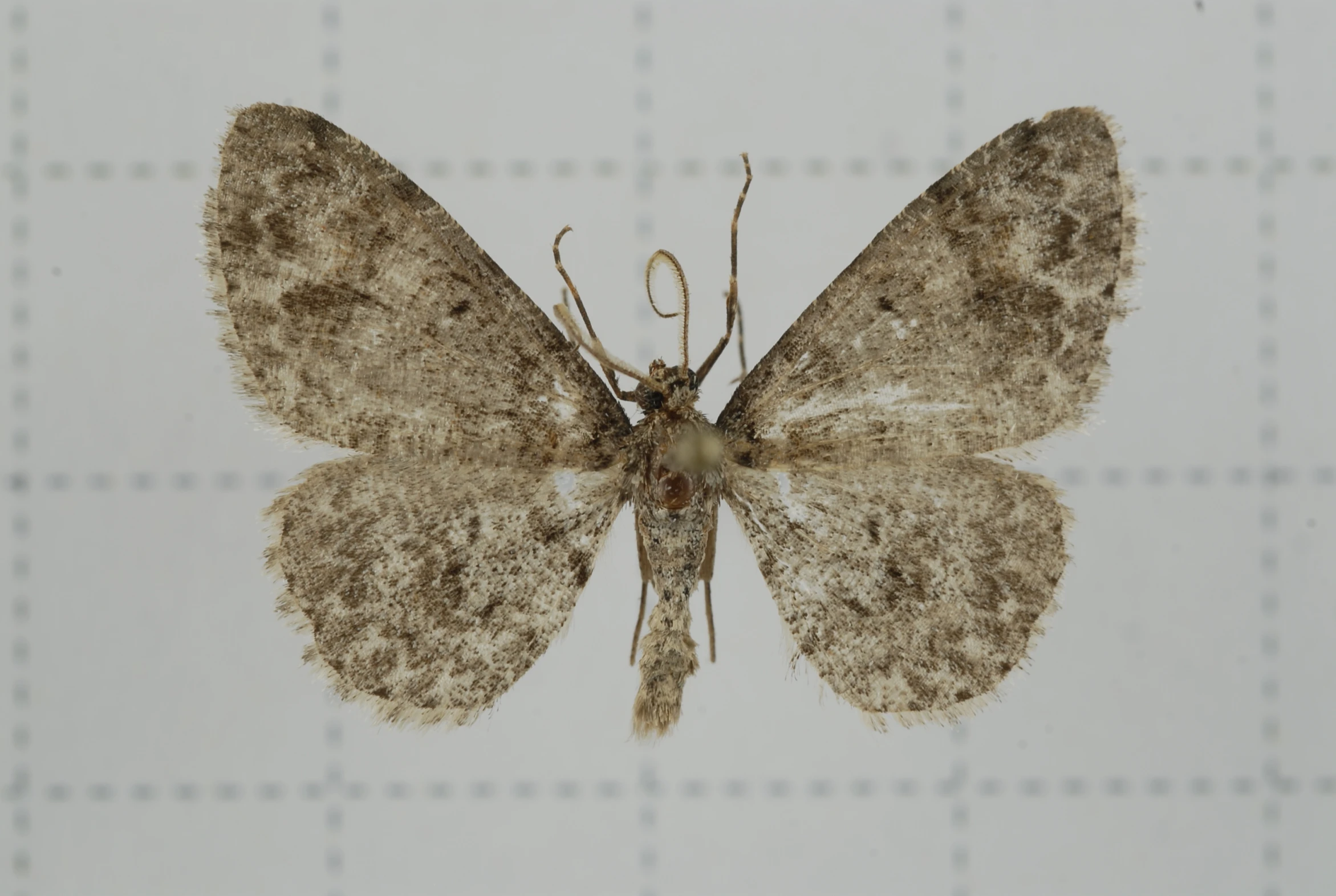 a big brown moth on a white wall