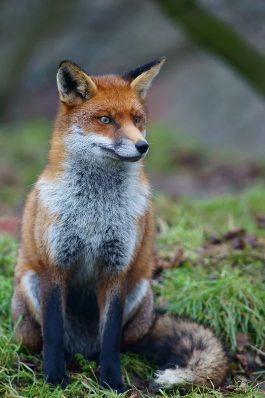 a fox sitting on some grass and looking up